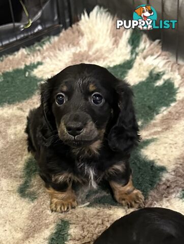 Miniature Long Hair Dachshund