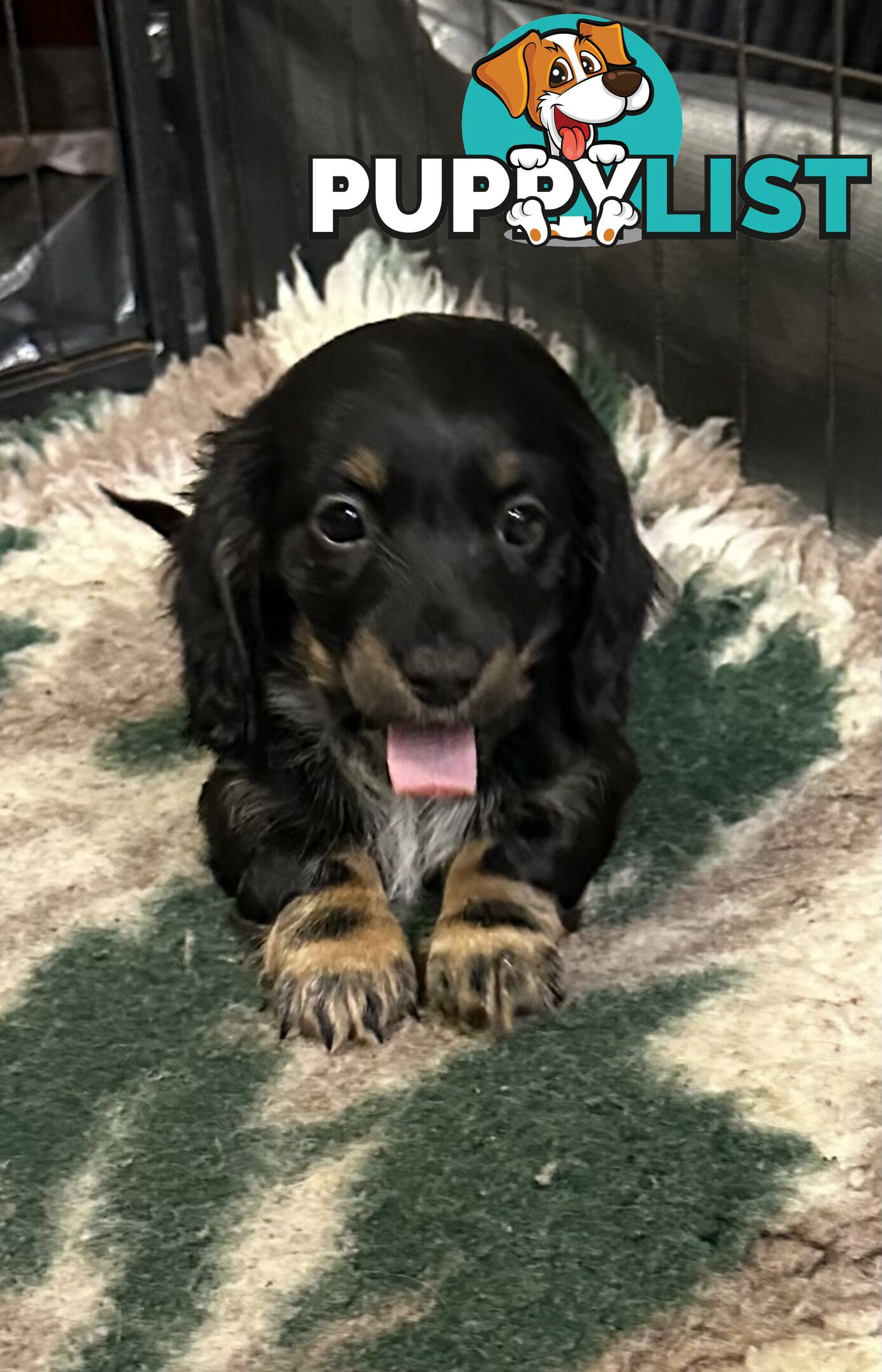 Miniature Long Hair Dachshund
