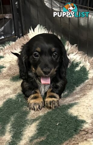 Miniature Long Hair Dachshund