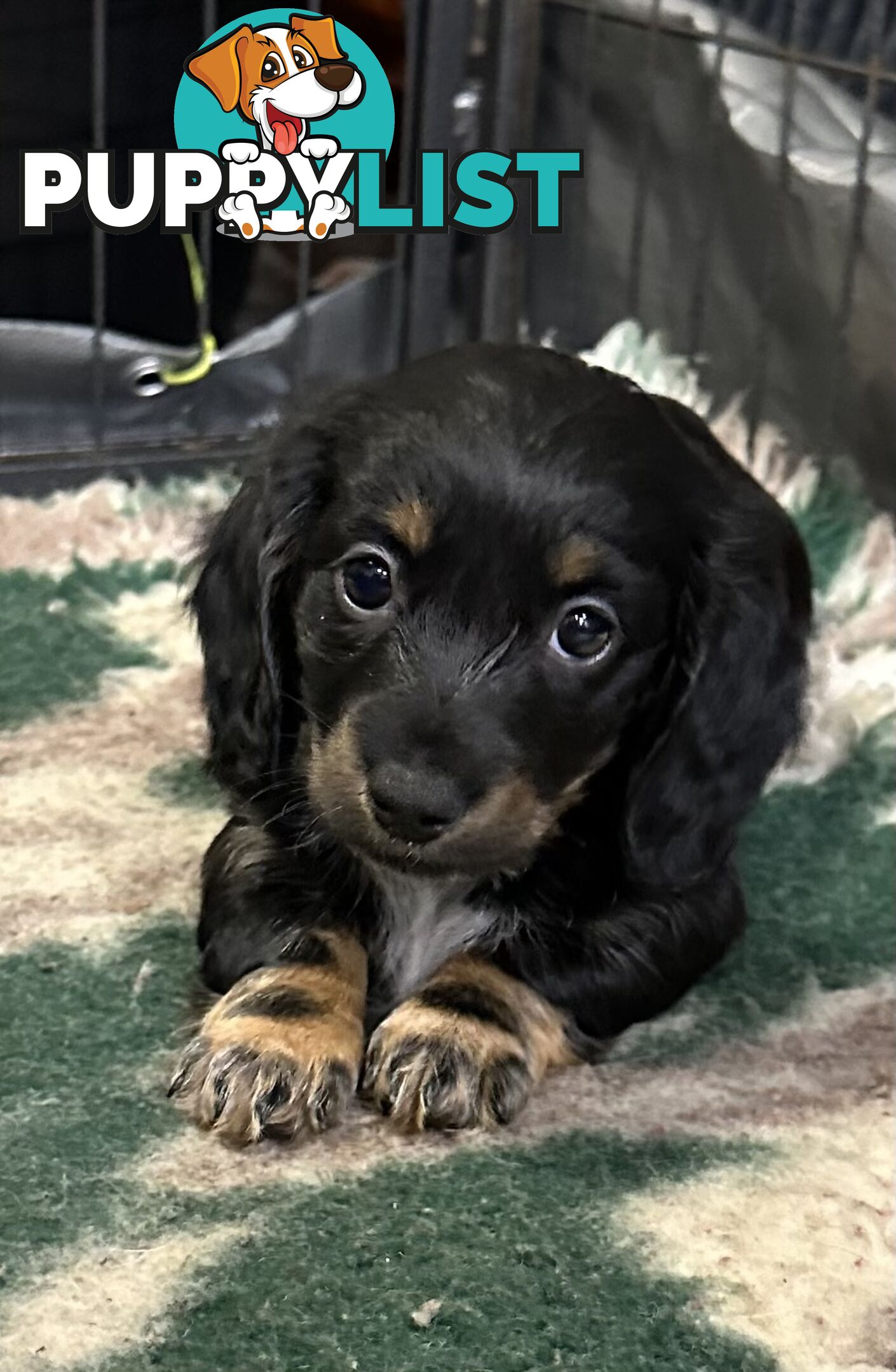 Miniature Long Hair Dachshund