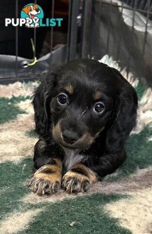 Miniature Long Hair Dachshund