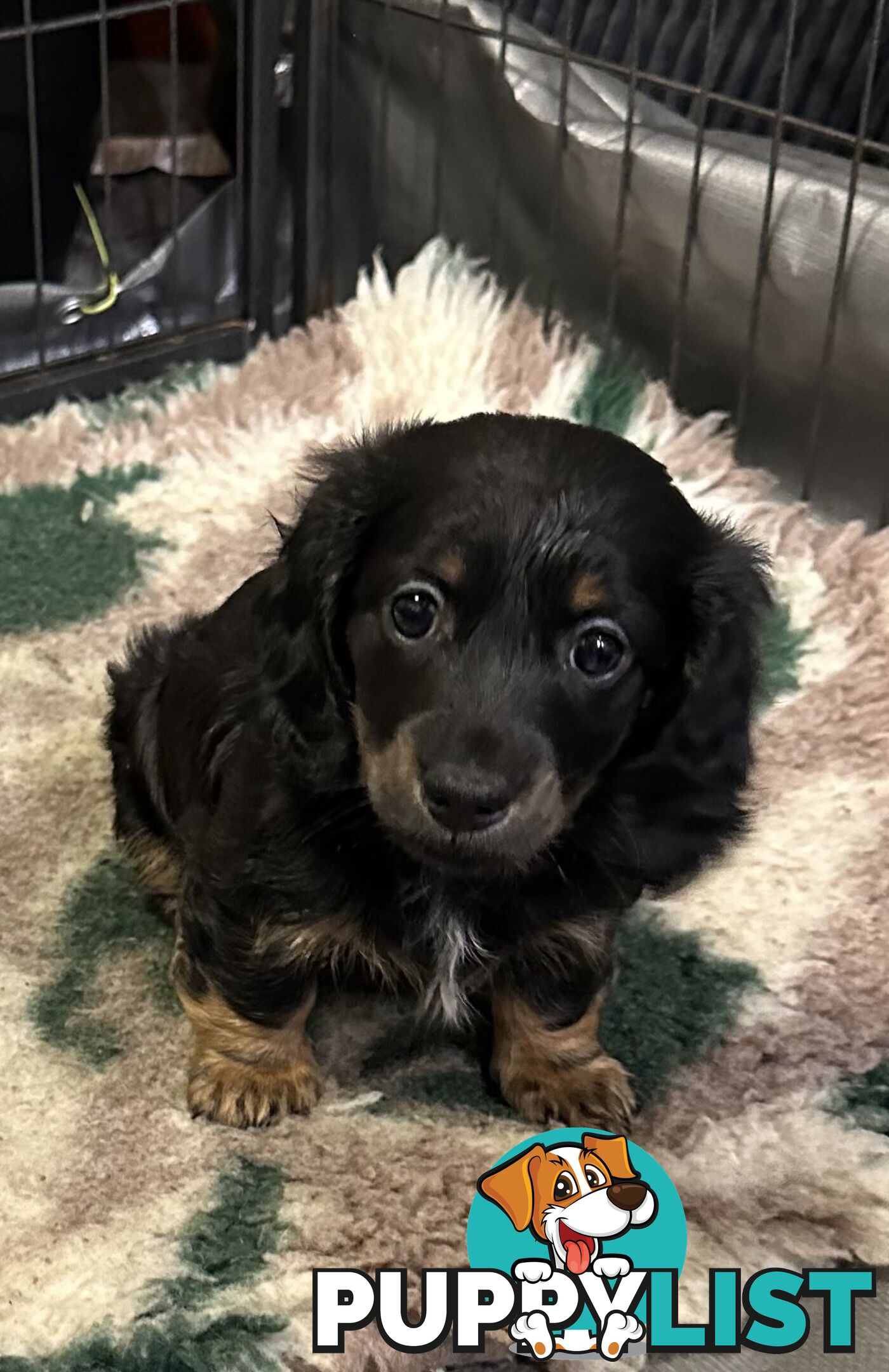Miniature Long Hair Dachshund