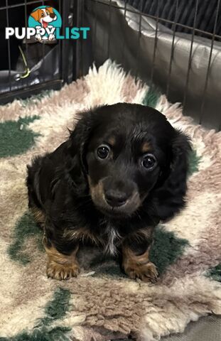 Miniature Long Hair Dachshund