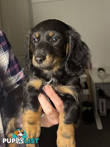 Miniature Long Hair Dachshund