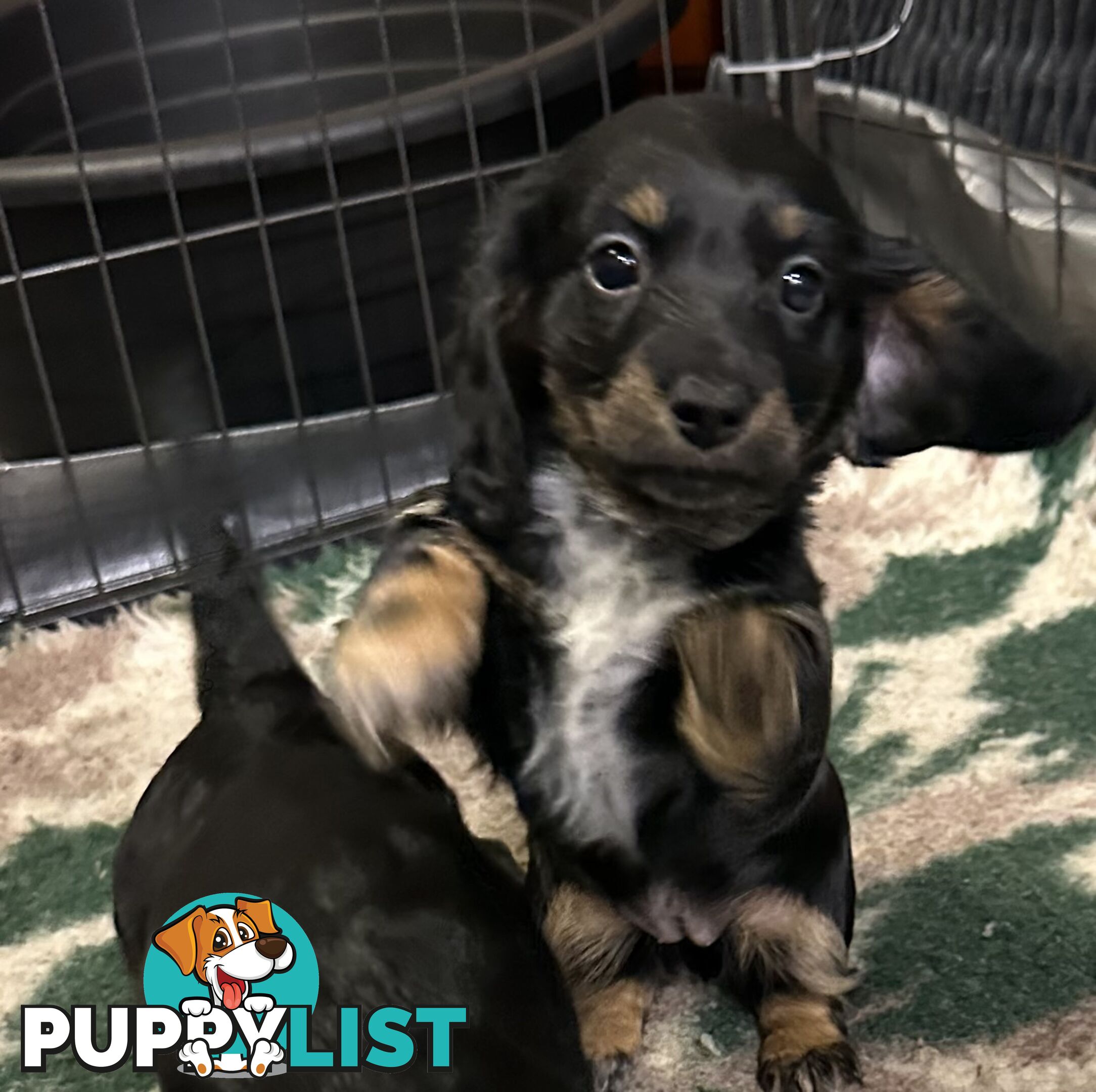 Miniature Long Hair Dachshund