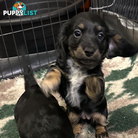 Miniature Long Hair Dachshund