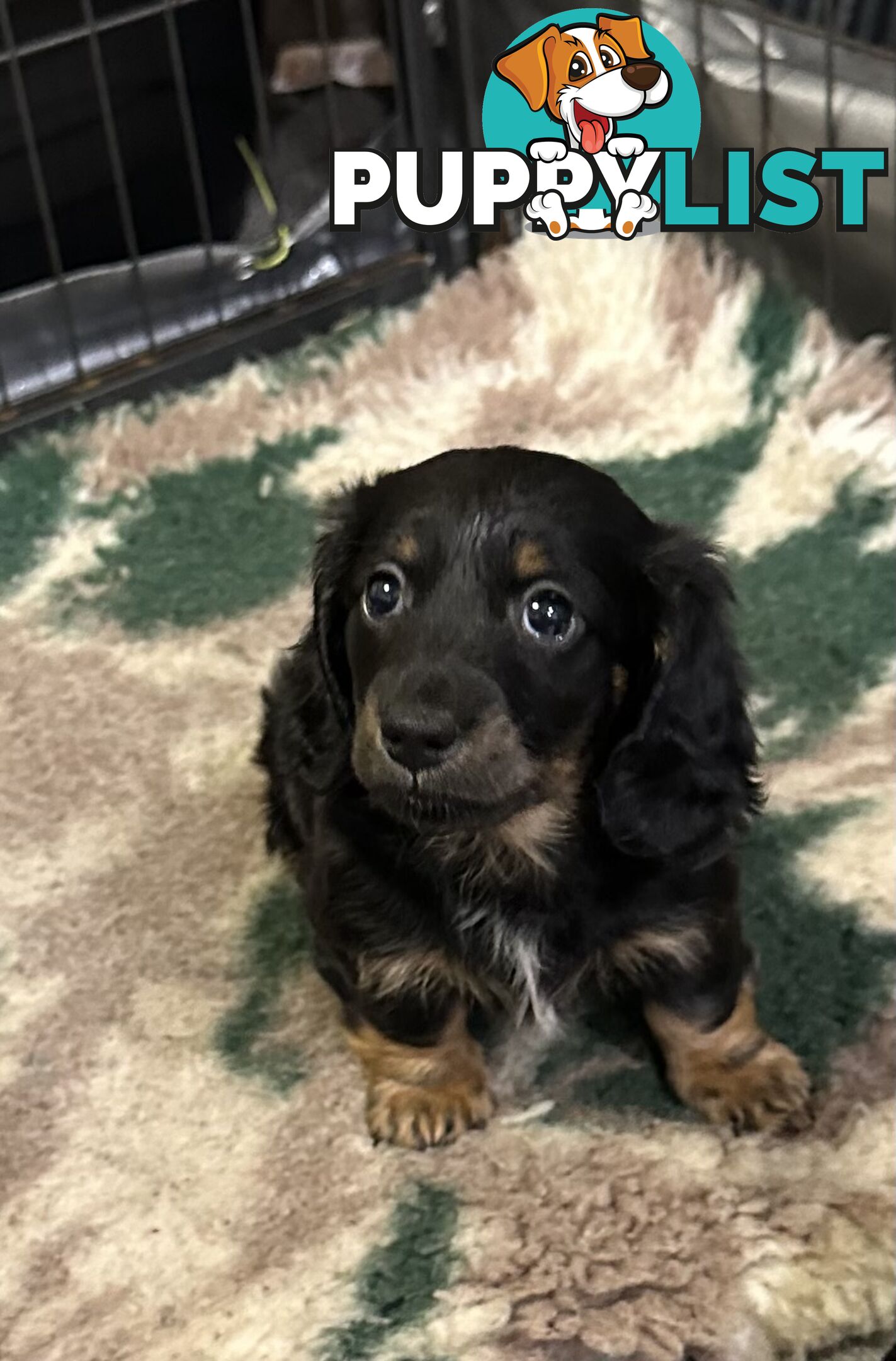 Miniature Long Hair Dachshund