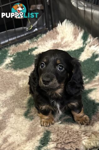 Miniature Long Hair Dachshund
