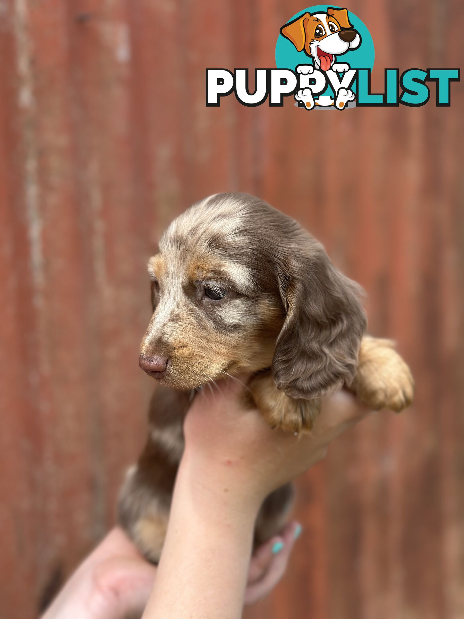 Miniature Long Hair Dachshund