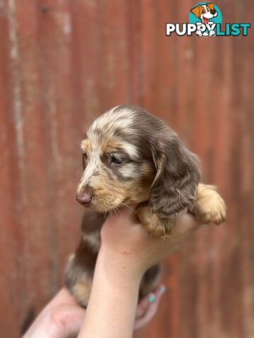 Miniature Long Hair Dachshund