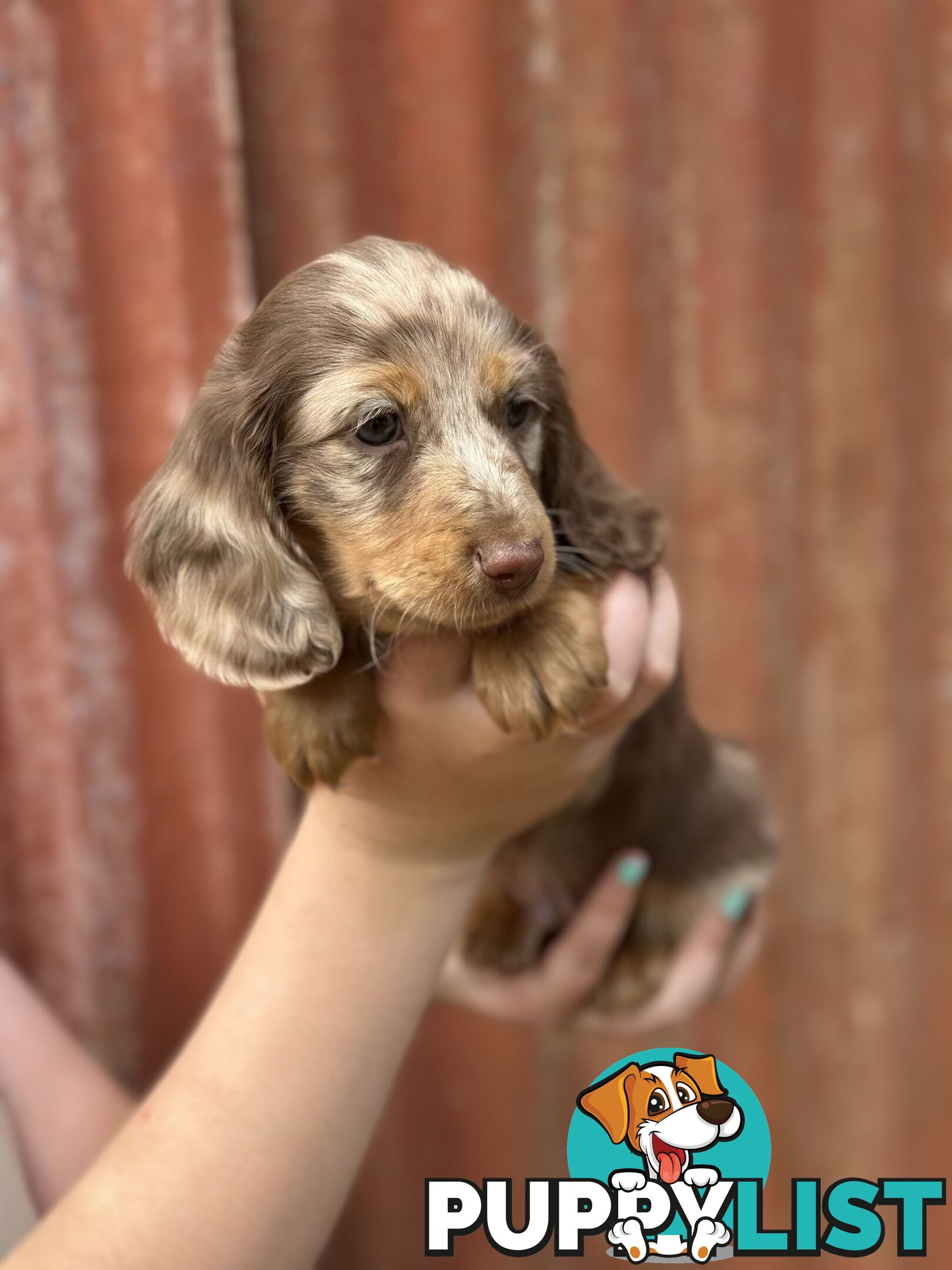 Miniature Long Hair Dachshund