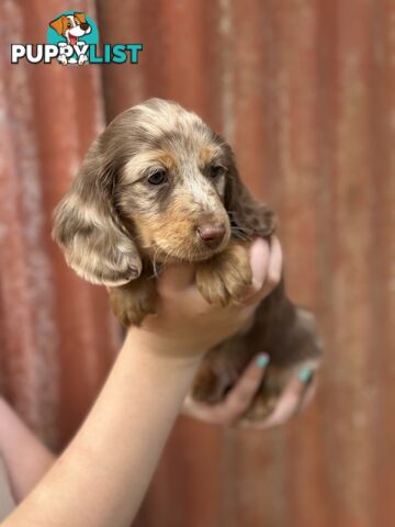 Miniature Long Hair Dachshund