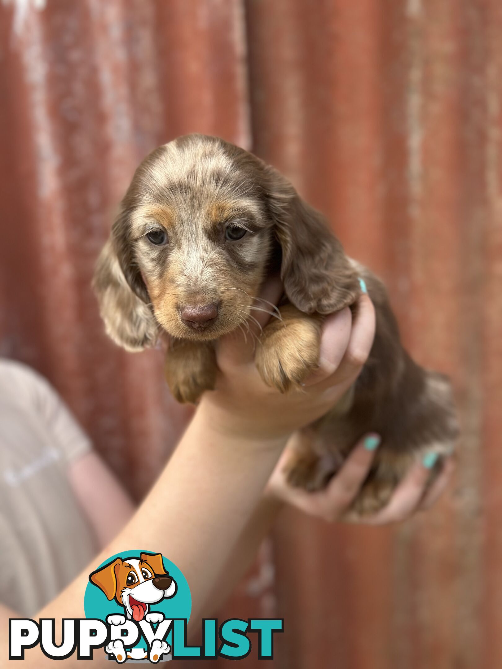 Miniature Long Hair Dachshund