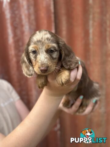 Miniature Long Hair Dachshund