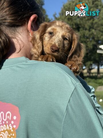 Miniature Long Hair Dachshund