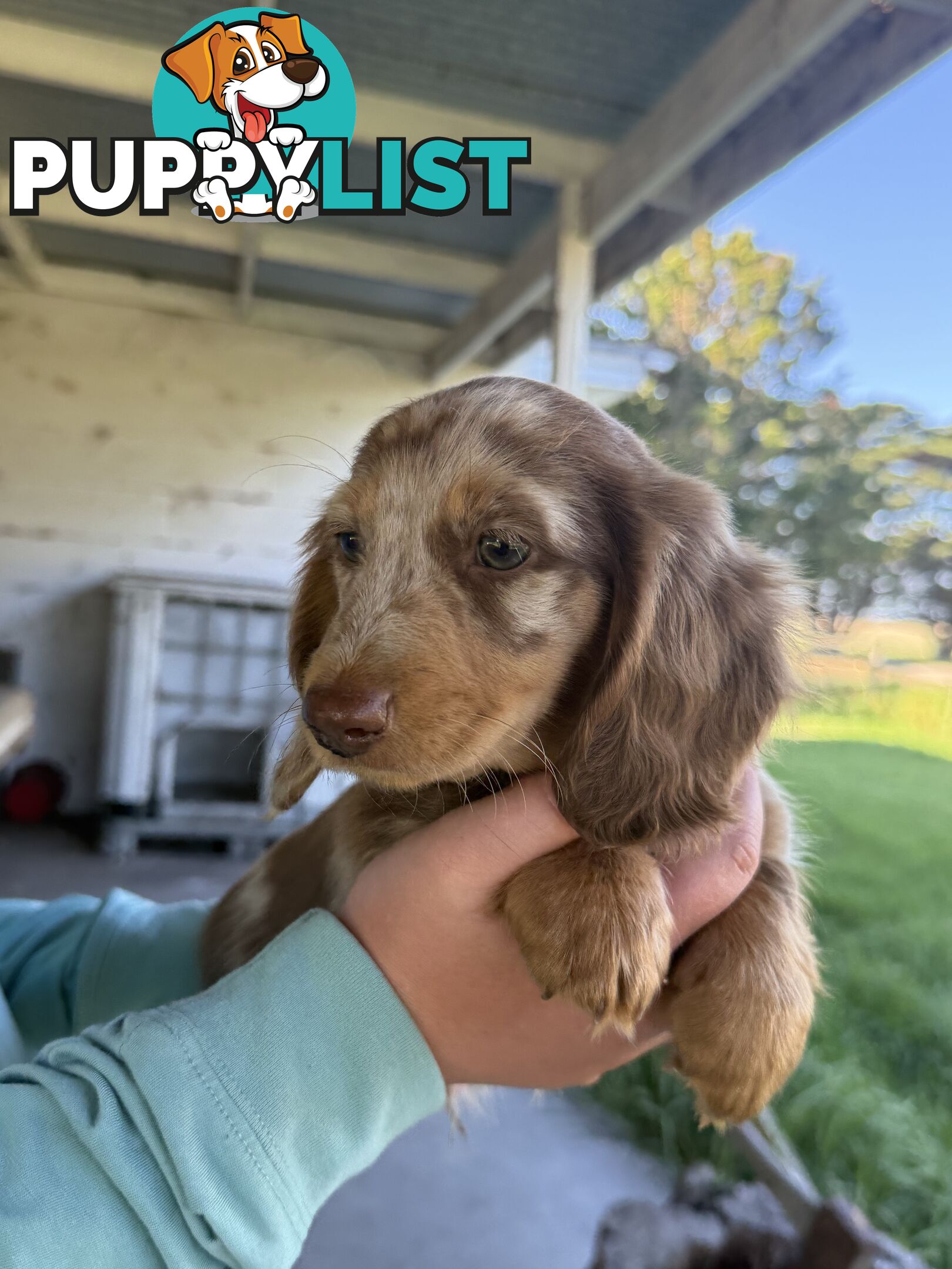 Miniature Long Hair Dachshund