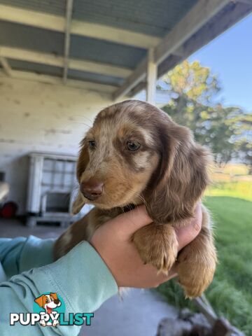 Miniature Long Hair Dachshund