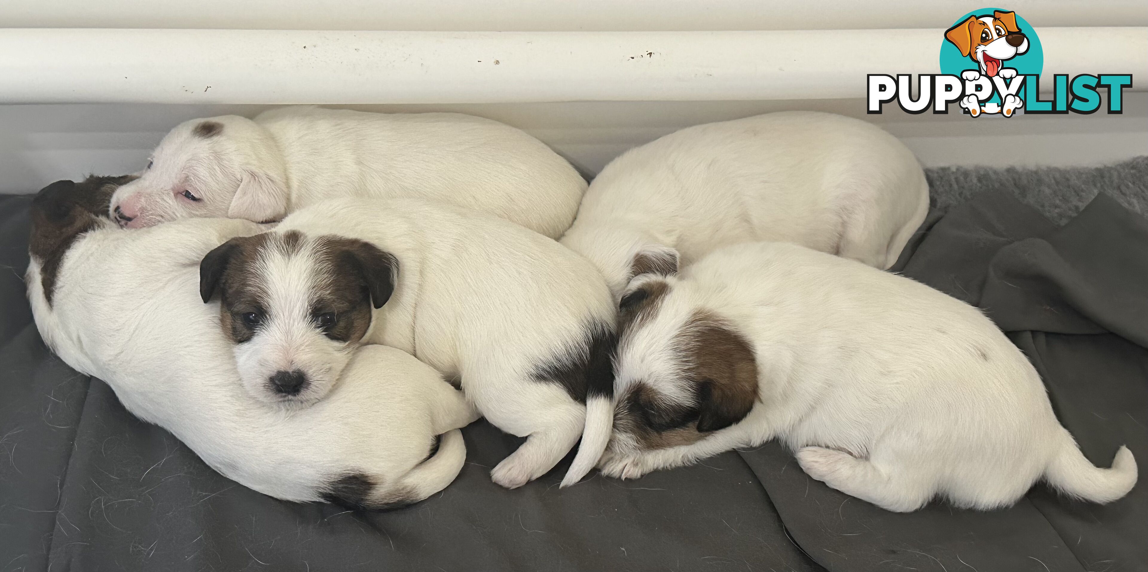 Pure Bred Jack Russell Puppies