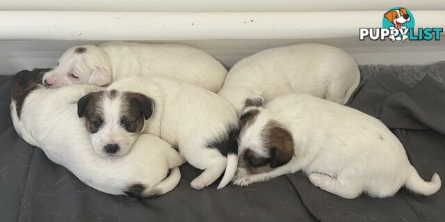 Pure Bred Jack Russell Puppies