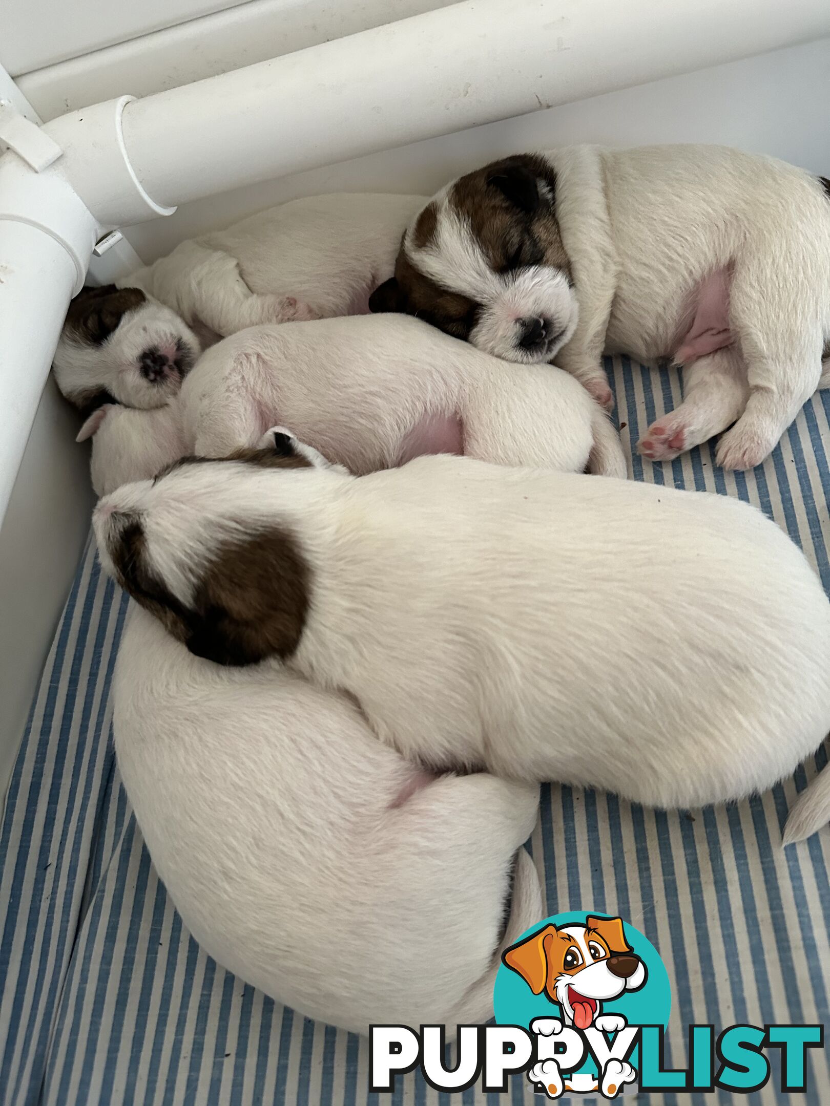 Pure Bred Jack Russell Puppies