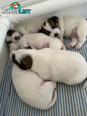 Pure Bred Jack Russell Puppies