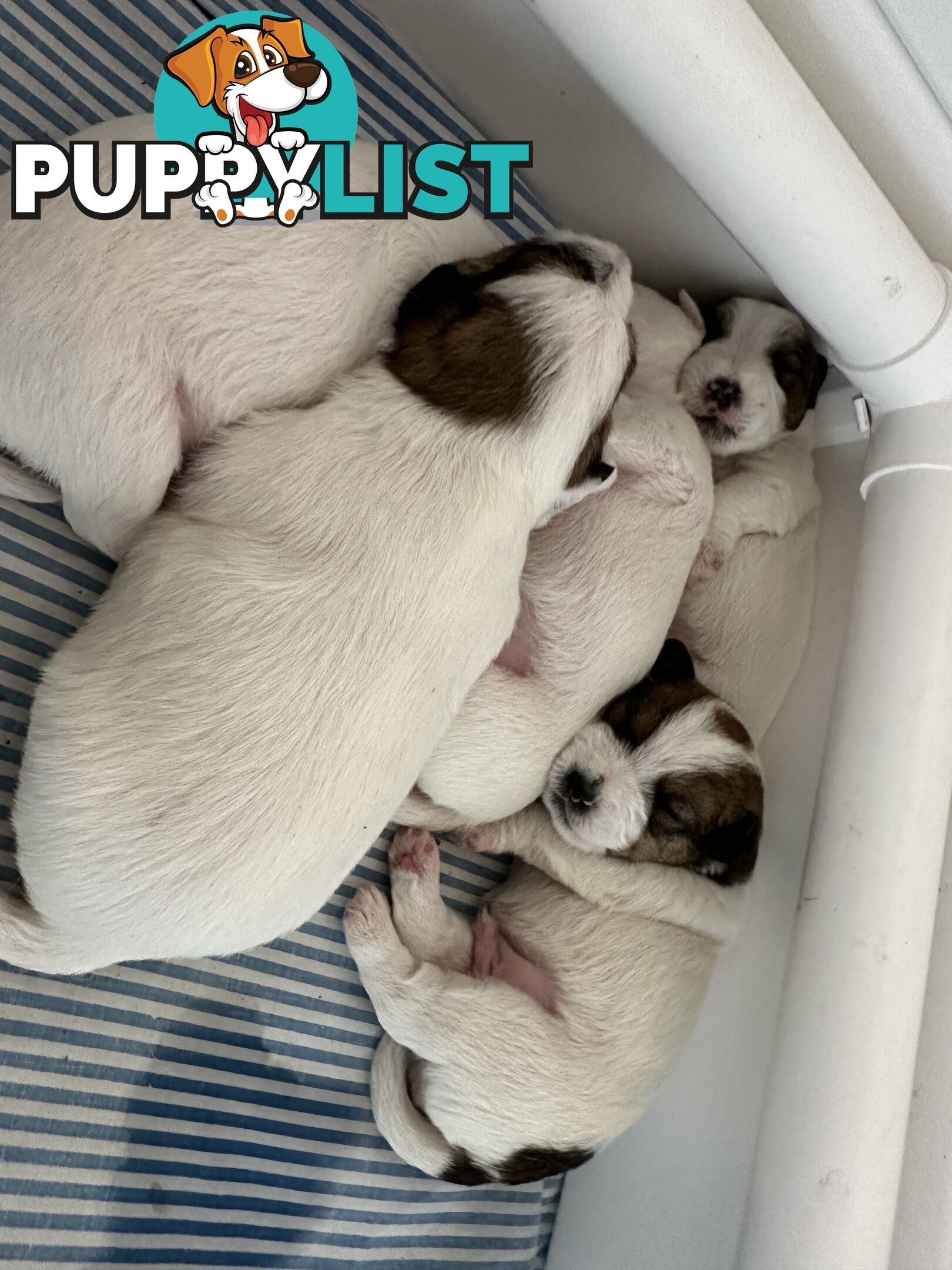 Pure Bred Jack Russell Puppies