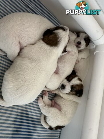 Pure Bred Jack Russell Puppies