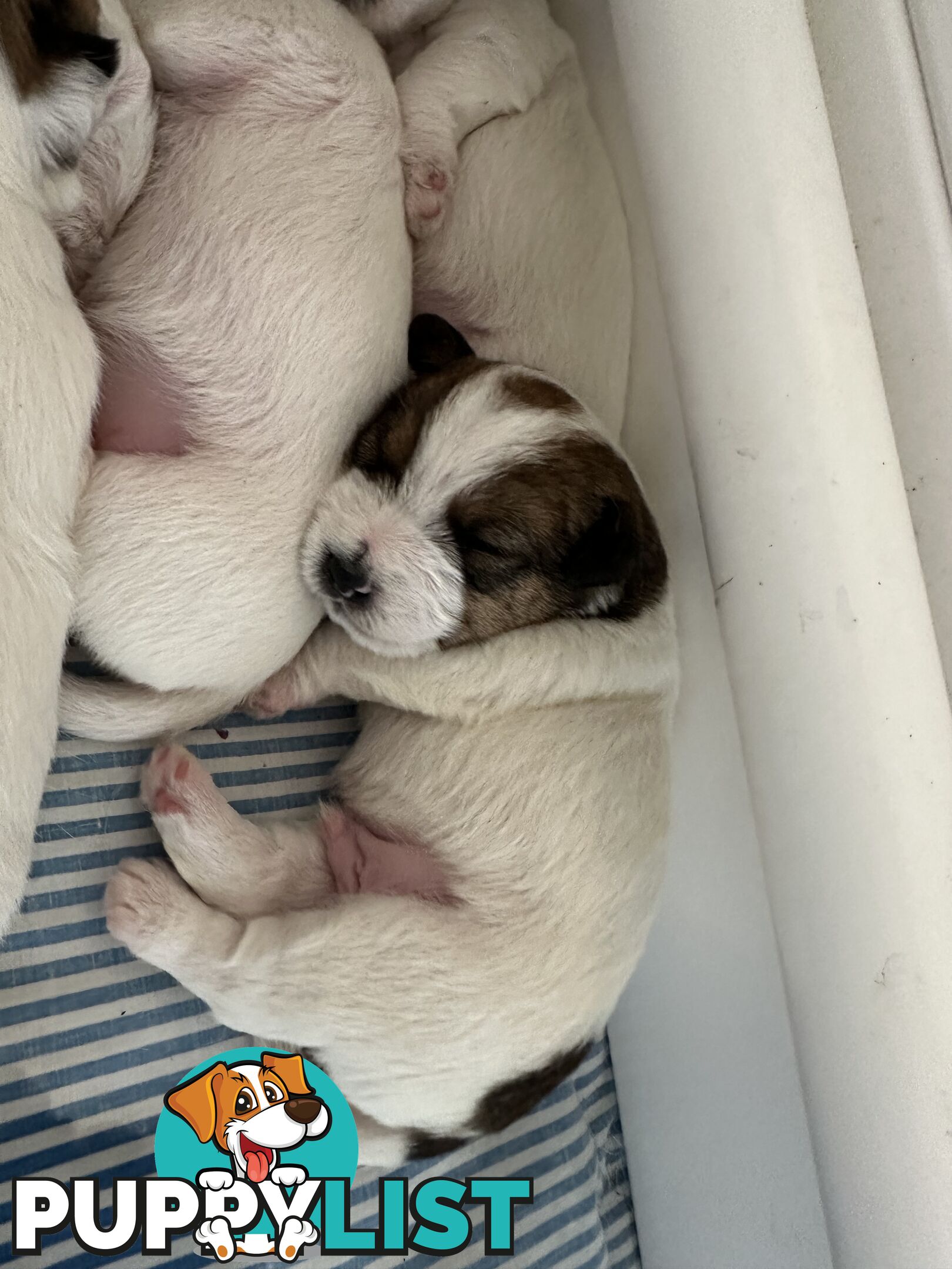 Pure Bred Jack Russell Puppies