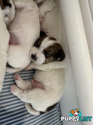 Pure Bred Jack Russell Puppies