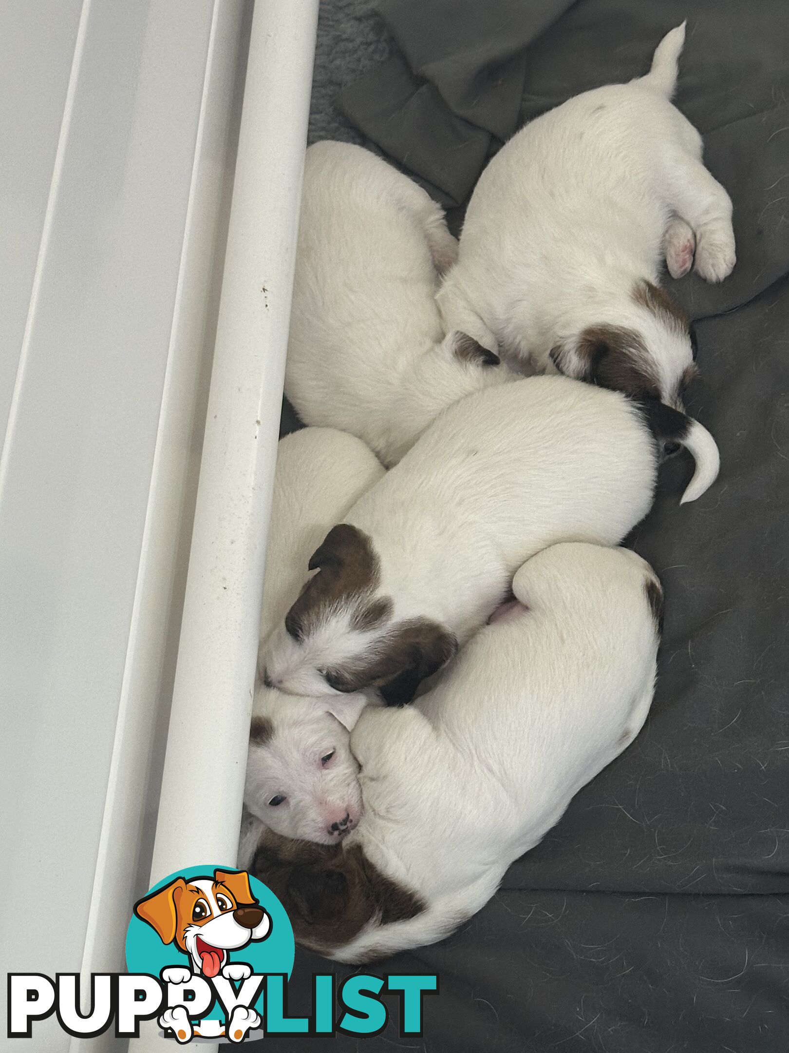 Pure Bred Jack Russell Puppies