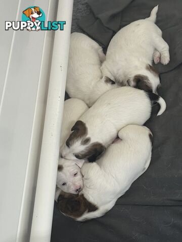 Pure Bred Jack Russell Puppies