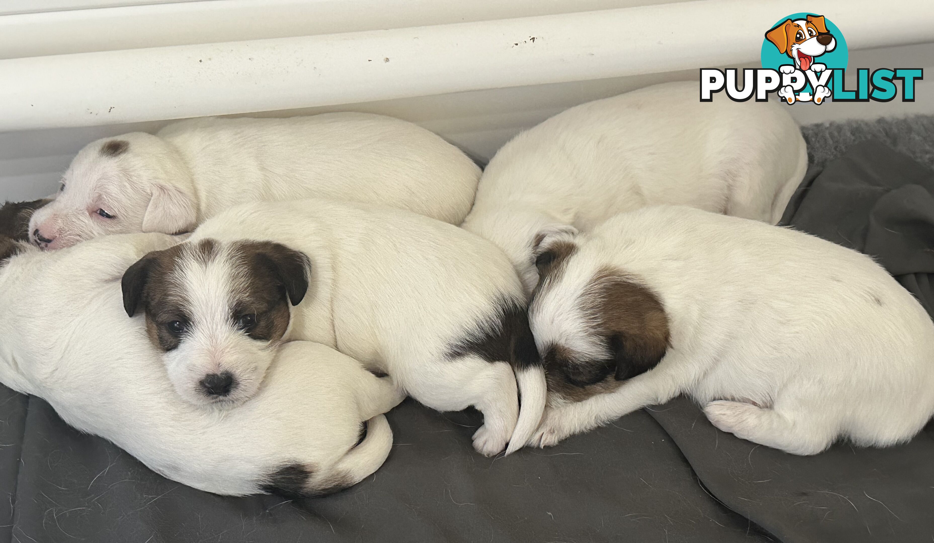 Pure Bred Jack Russell Puppies