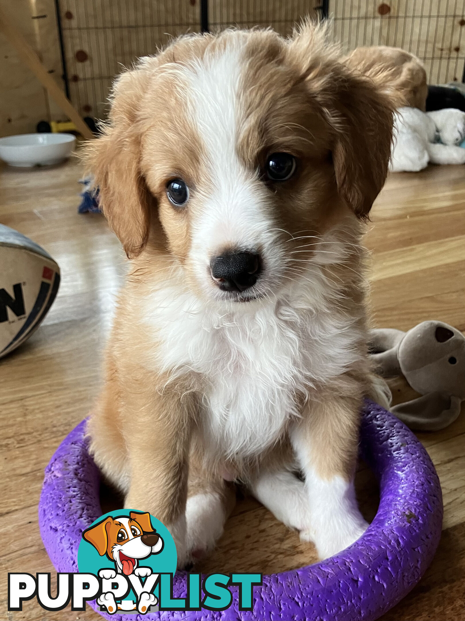 Bordoodle Puppies, ready for go home from this Sunday 19th Nov