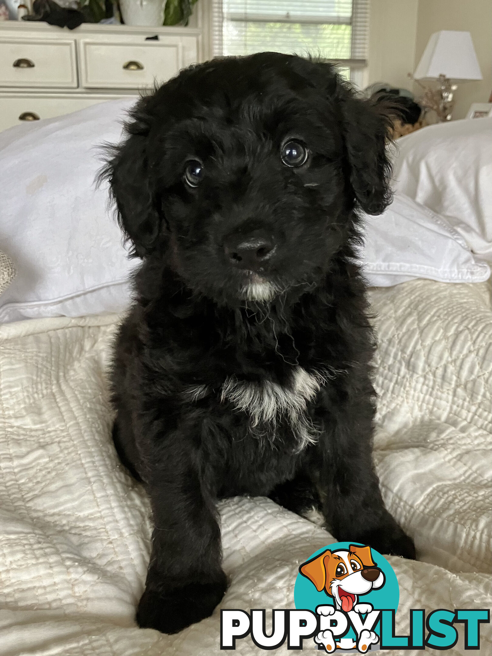 Bordoodle Puppies, ready for go home from this Sunday 19th Nov