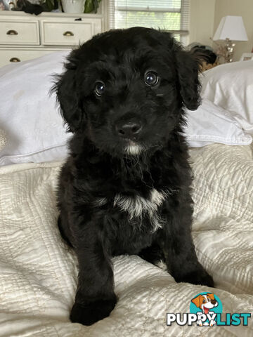 Bordoodle Puppies, ready for go home from this Sunday 19th Nov