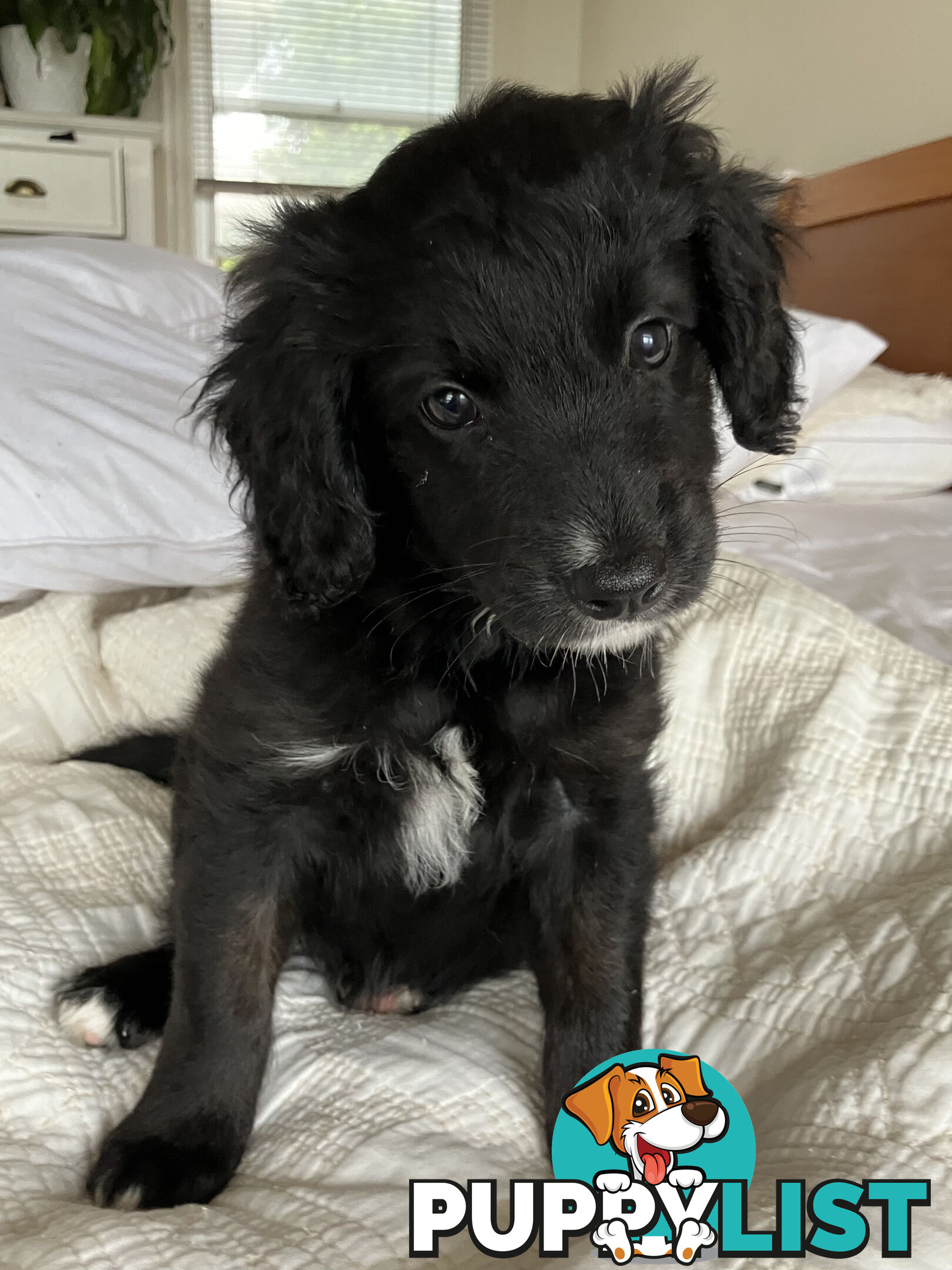 Bordoodle Puppies, ready for go home from this Sunday 19th Nov