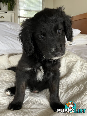 Bordoodle Puppies, ready for go home from this Sunday 19th Nov