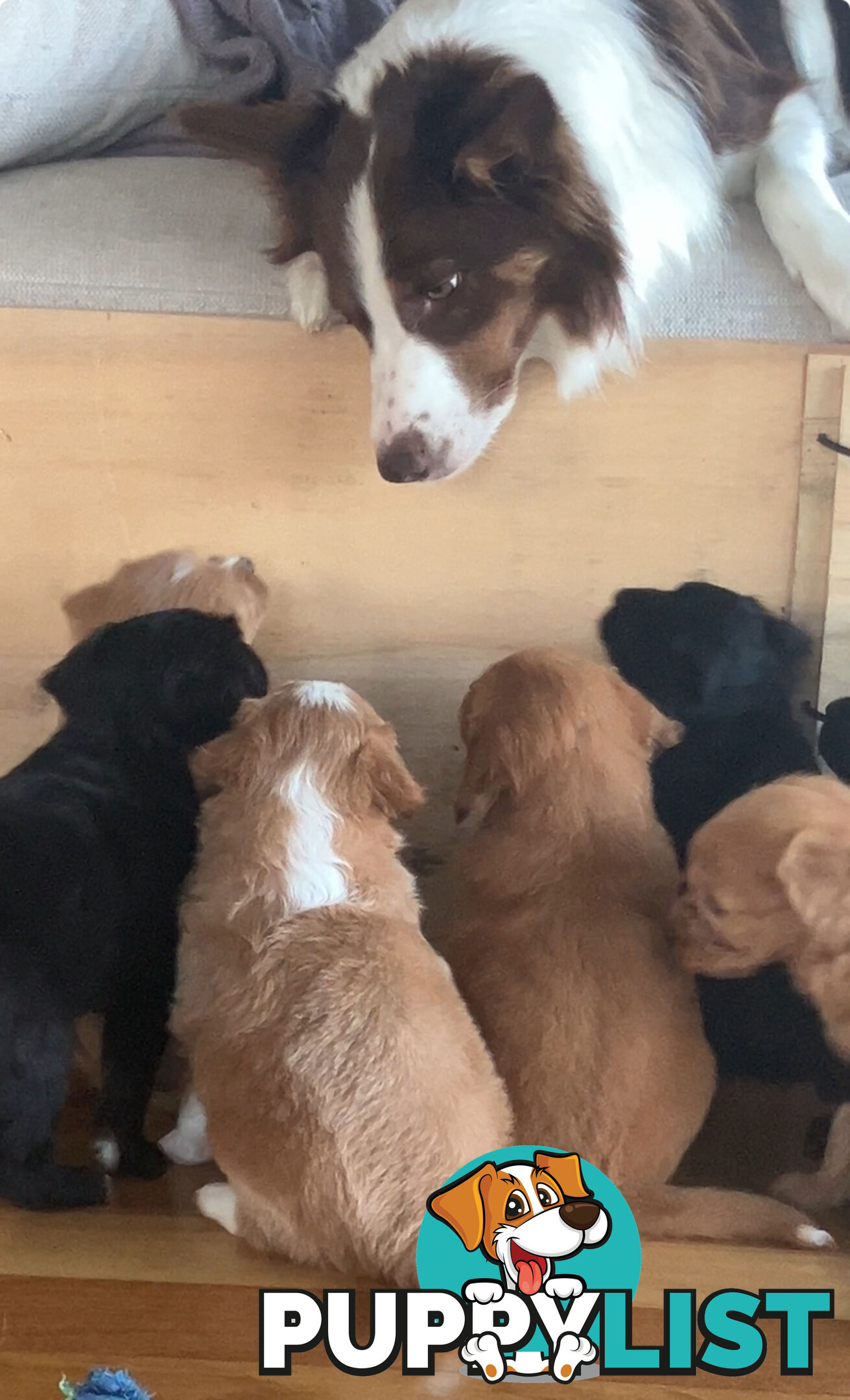 Bordoodle Puppies, ready for go home from this Sunday 19th Nov