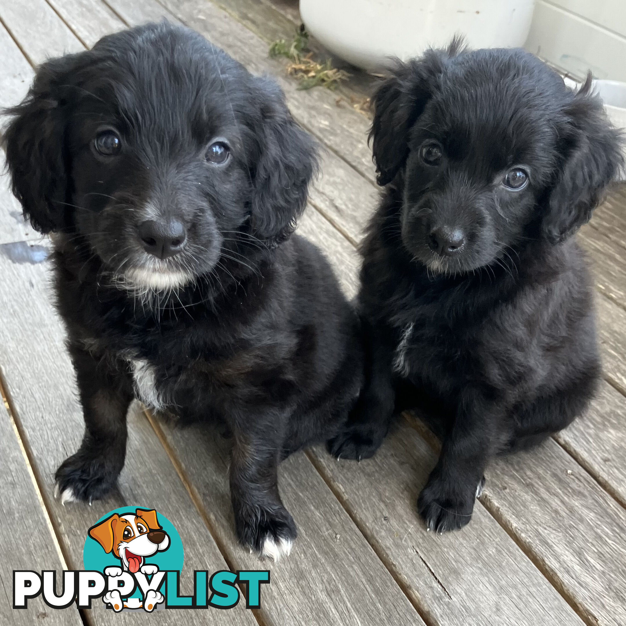 Bordoodle Puppies, ready for go home from this Sunday 19th Nov