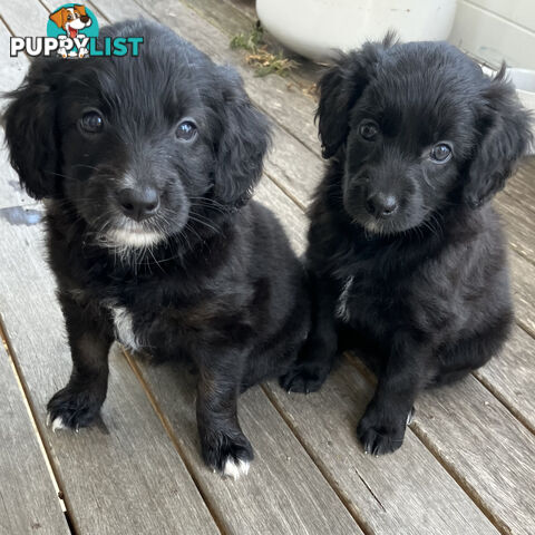 Bordoodle Puppies, ready for go home from this Sunday 19th Nov