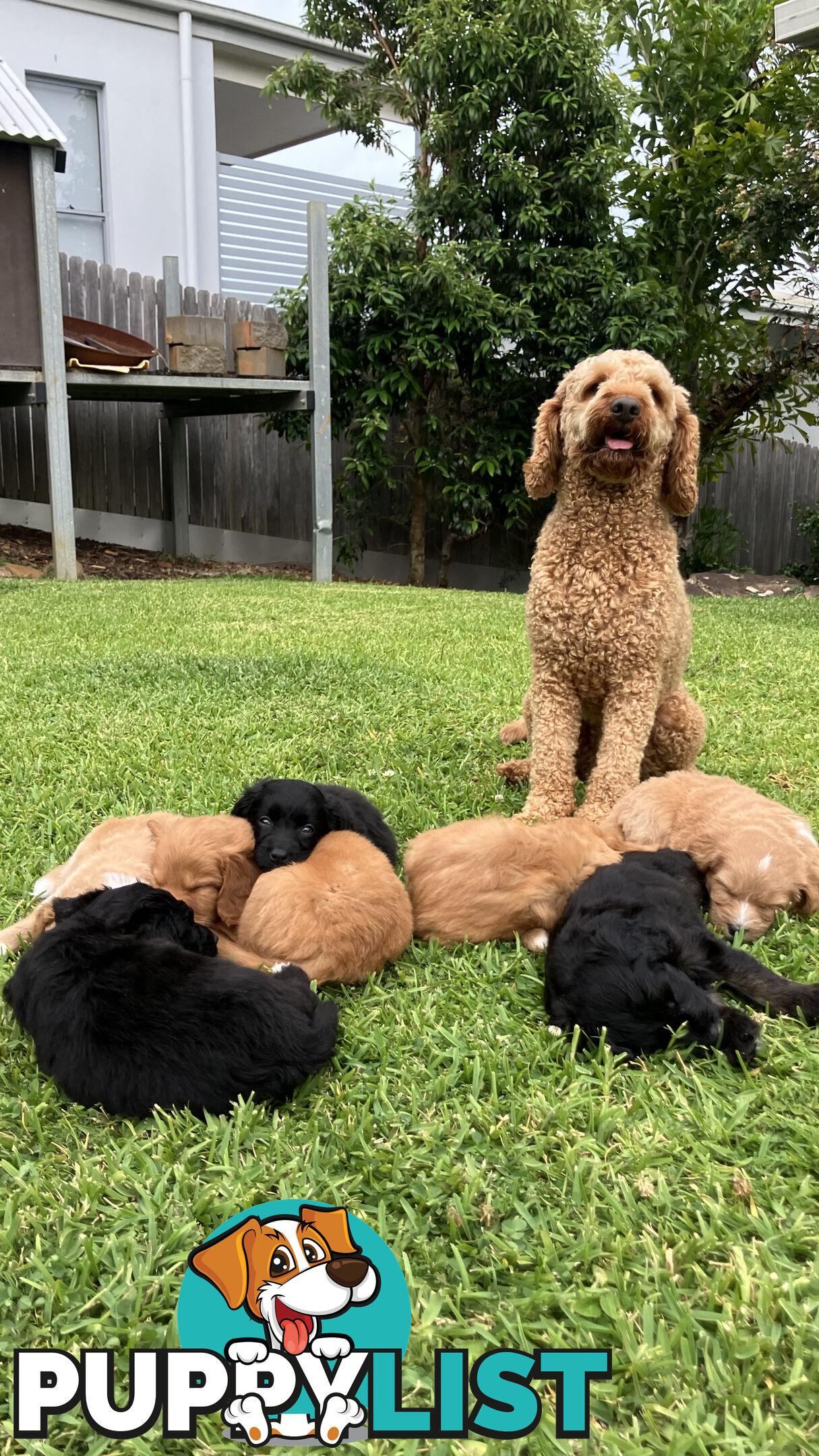 Bordoodle Puppies, ready for go home from this Sunday 19th Nov