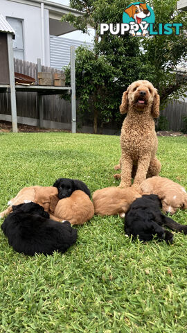 Bordoodle Puppies, ready for go home from this Sunday 19th Nov