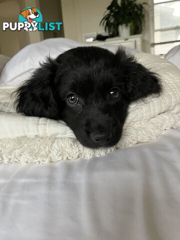 Bordoodle Puppies, ready for go home from this Sunday 19th Nov