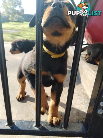 Rottweiler puppies