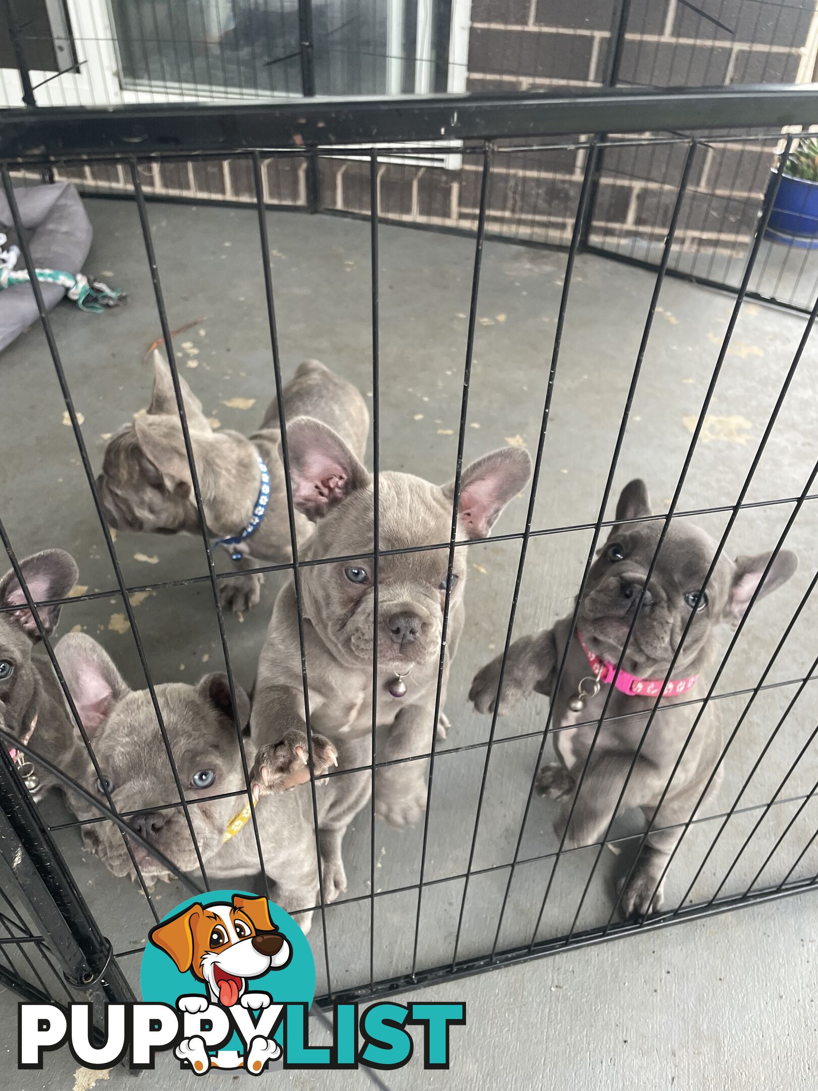 French Bulldogs