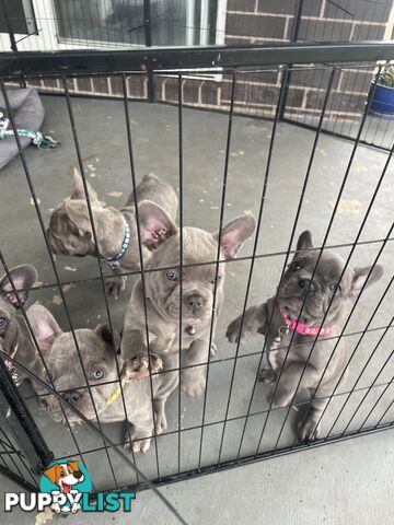 French Bulldogs