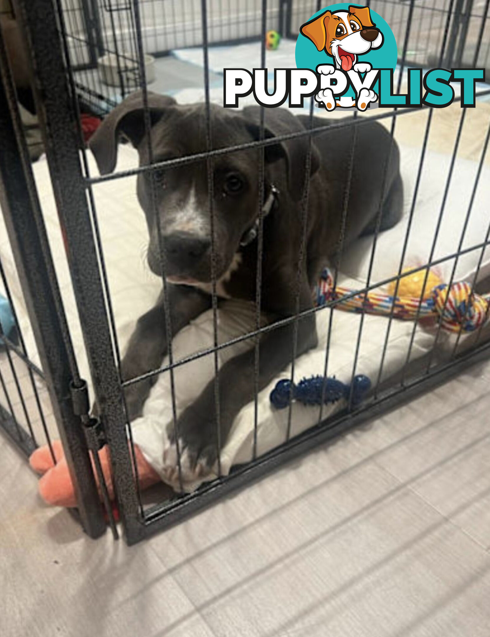 American Staffy 4 Months Pup