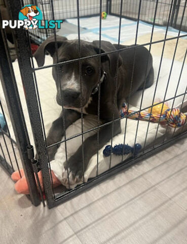 American Staffy 4 Months Pup