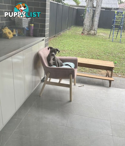 American Staffy 4 Months Pup