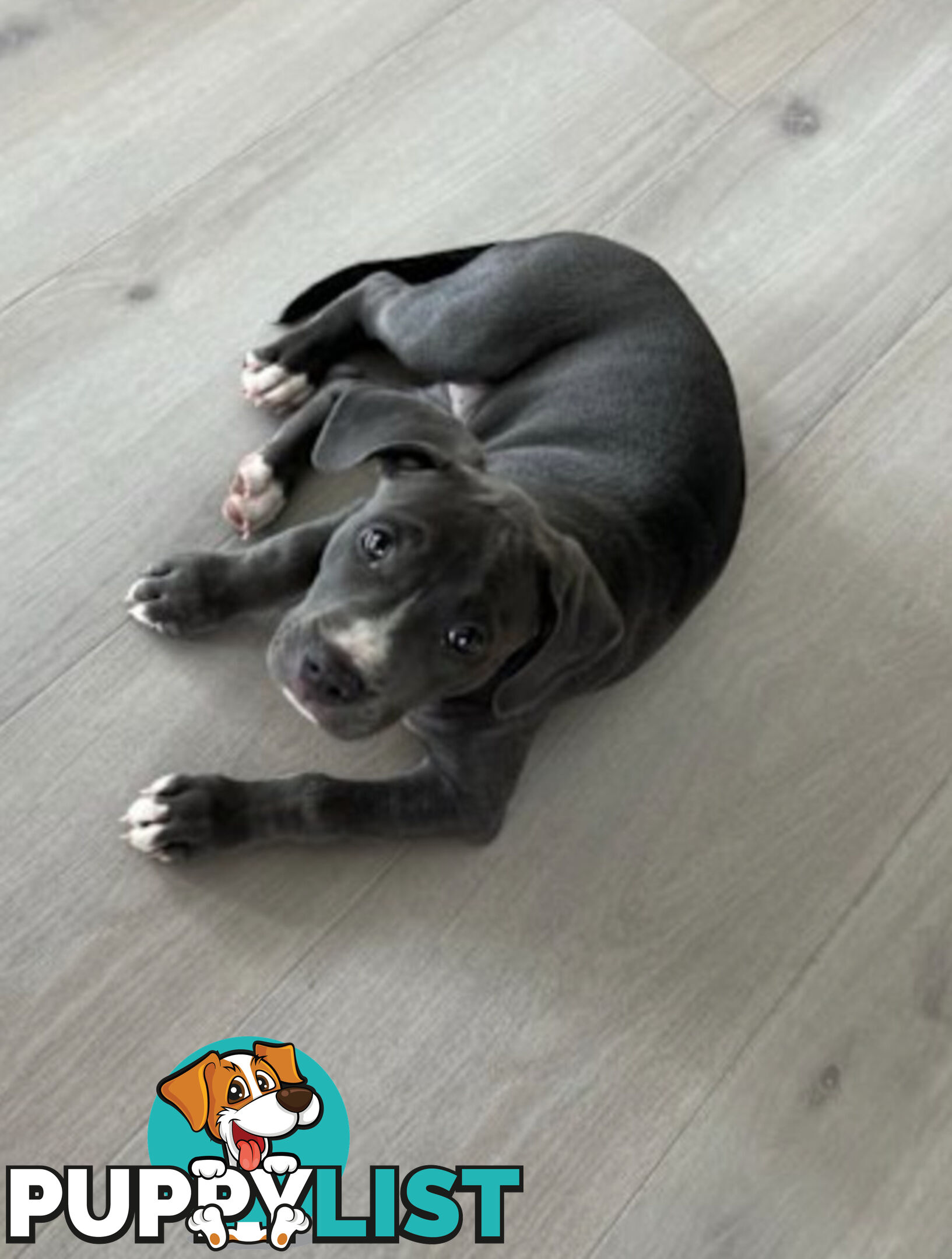 American Staffy 4 Months Pup
